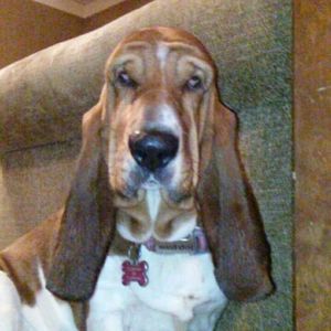 Meet your Posher, Tyson